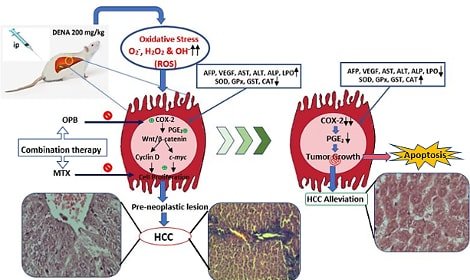 Oxyphenbutazone promotes cytotoxicity in rats and Hep3B cellsvia suppression of PGE2 and deactivation of Wnt/Î²-catenin signaling pathway